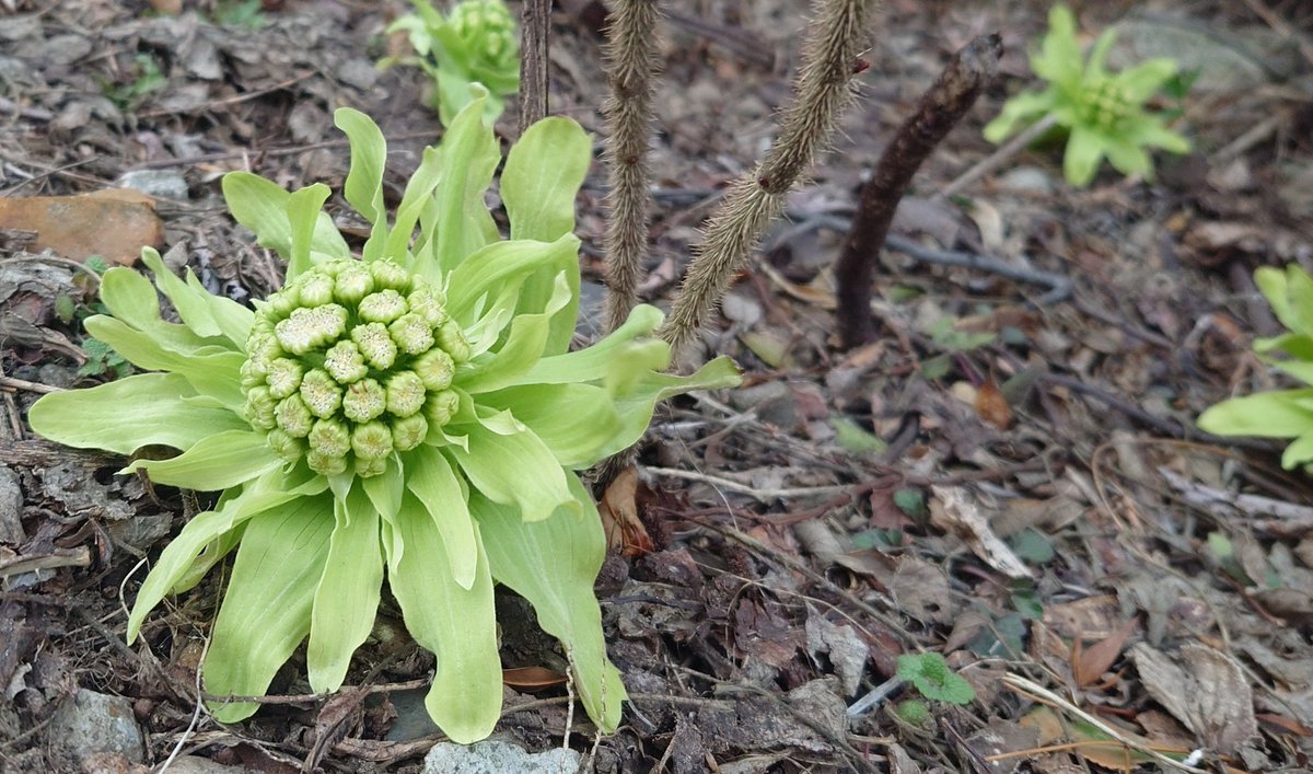 宙彩しろん🌠🚀-能代市VTuber- tweet media