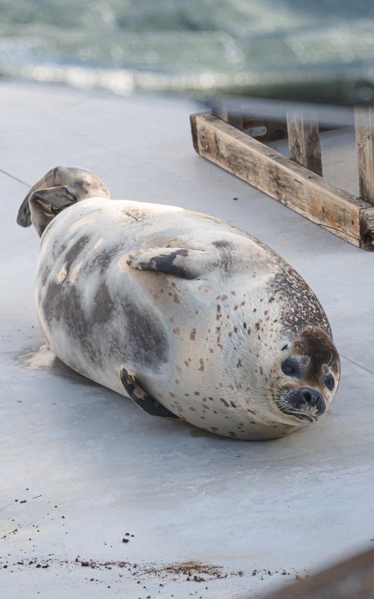 しみアザラシ tweet media