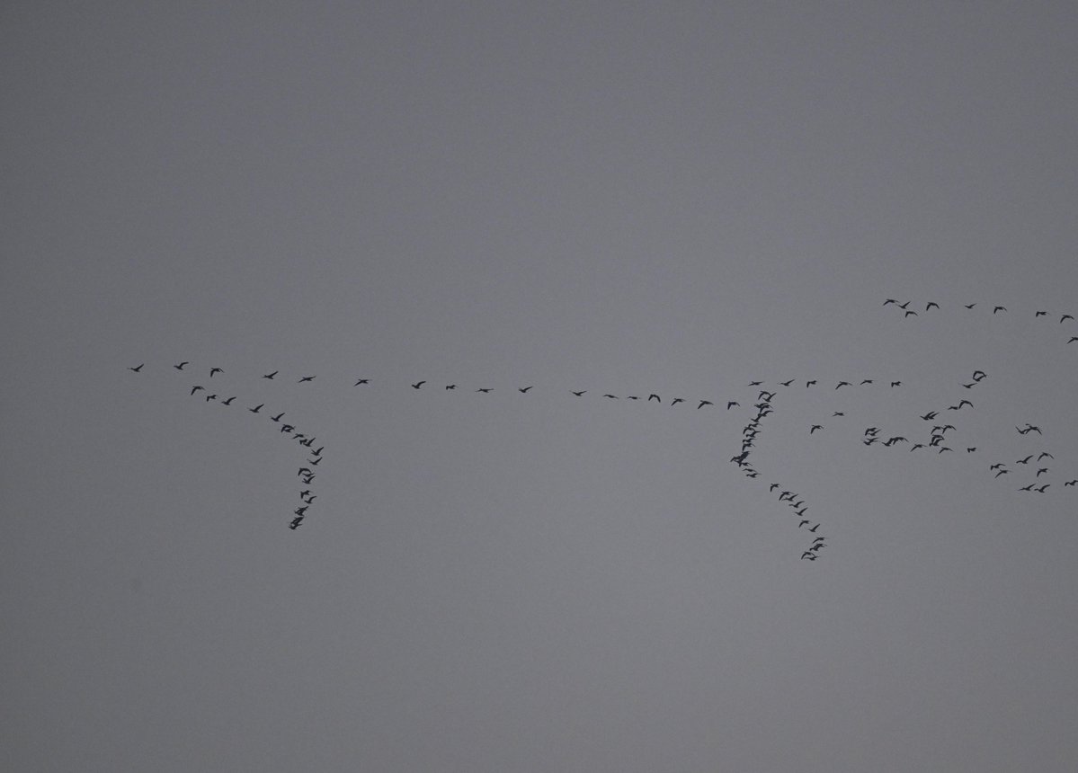 Ben Koks tweet media