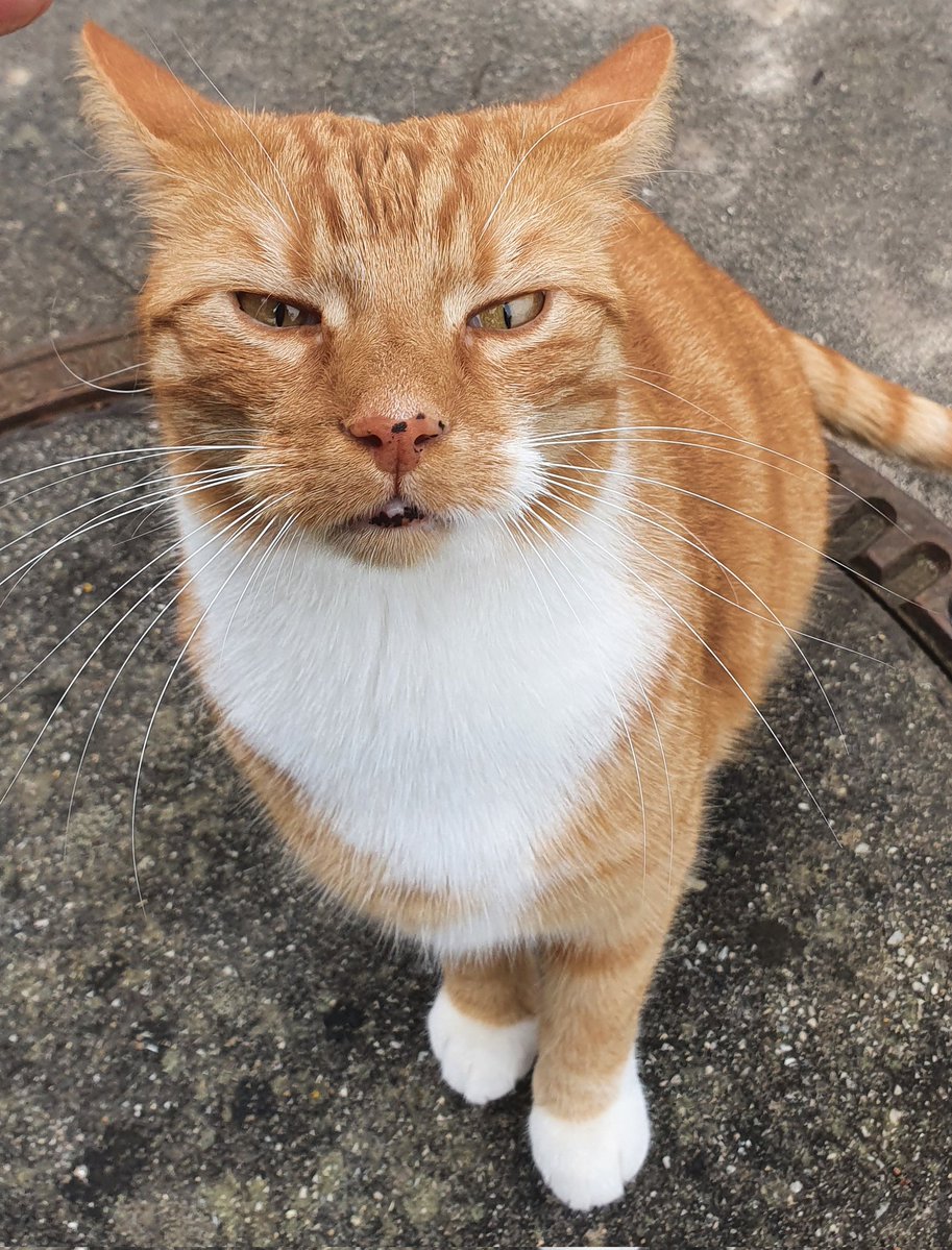 @s_peakerscorner tweet media