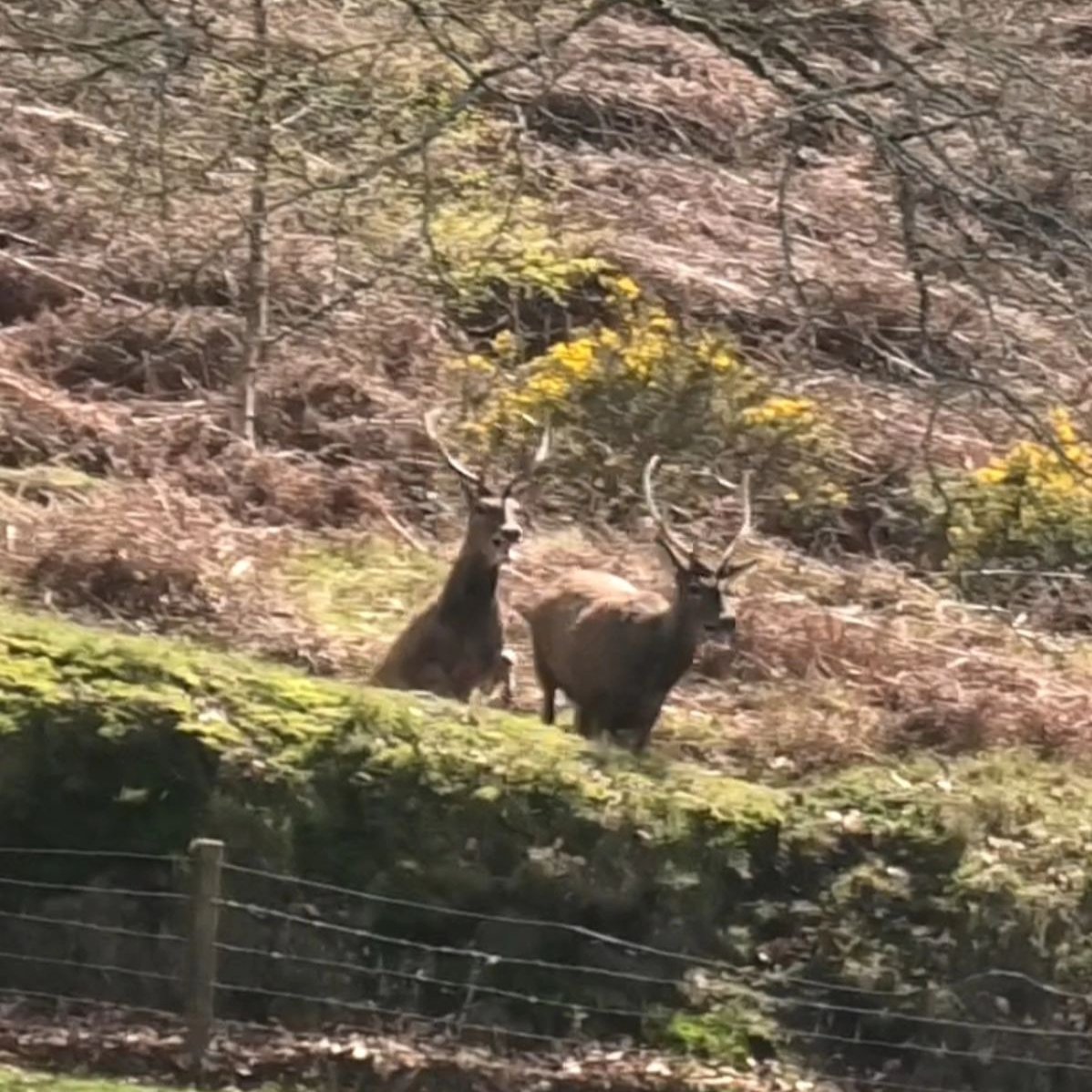 North Dorset Hunt Saboteurs tweet media