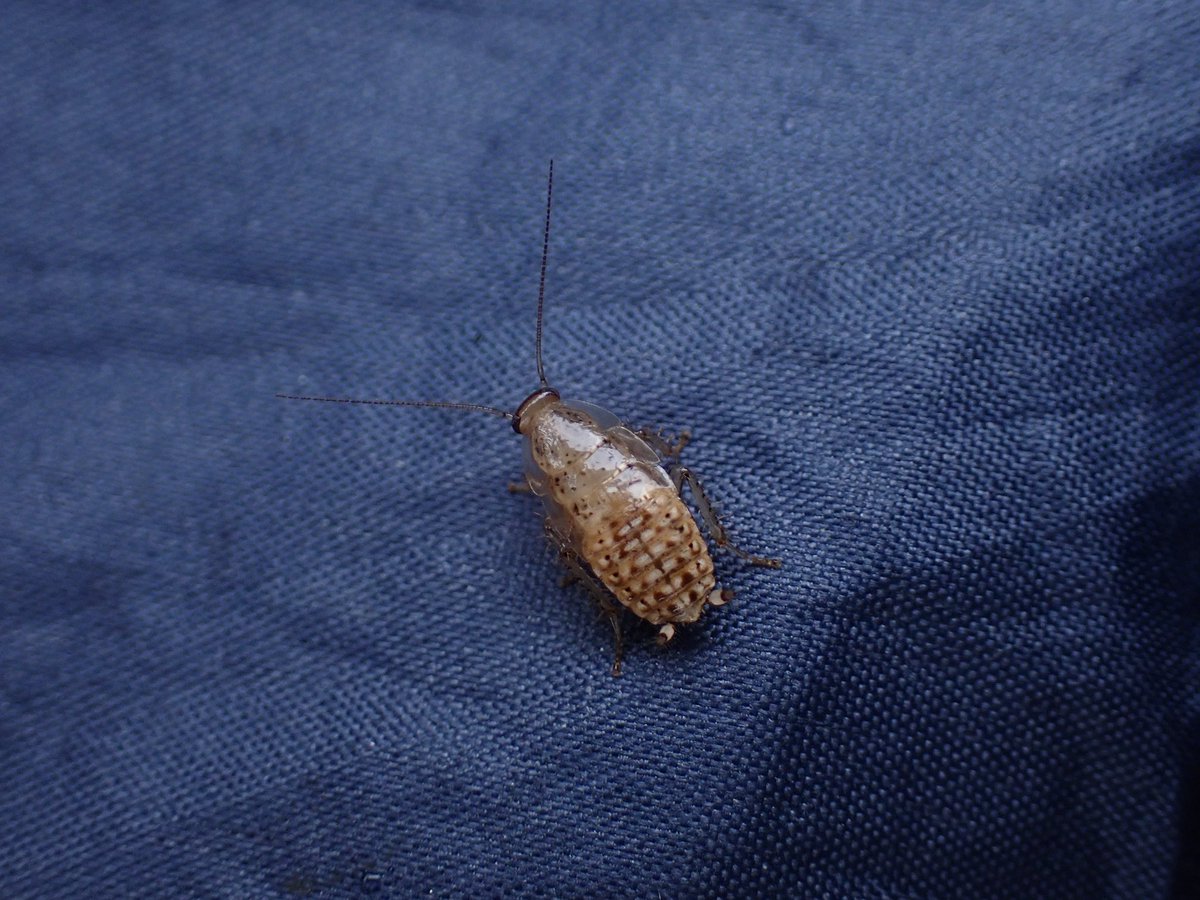 オカピー tweet media