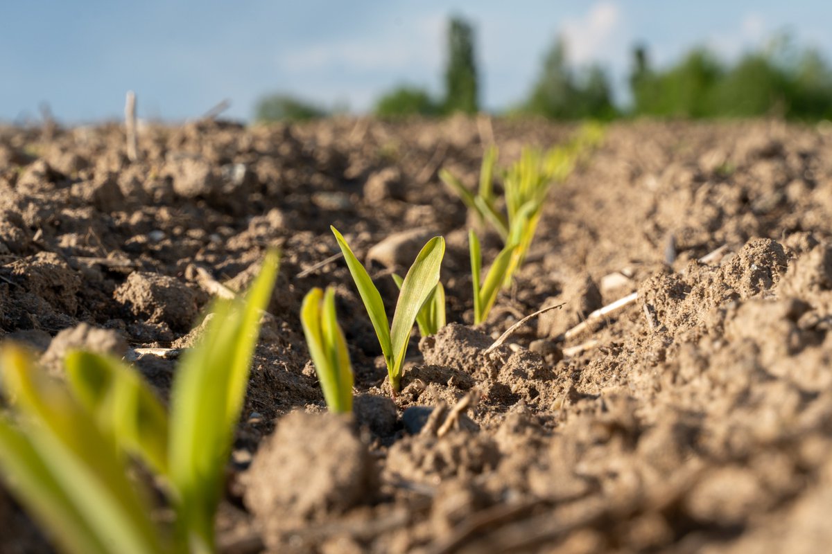 Cegoi Agriconsult tweet media