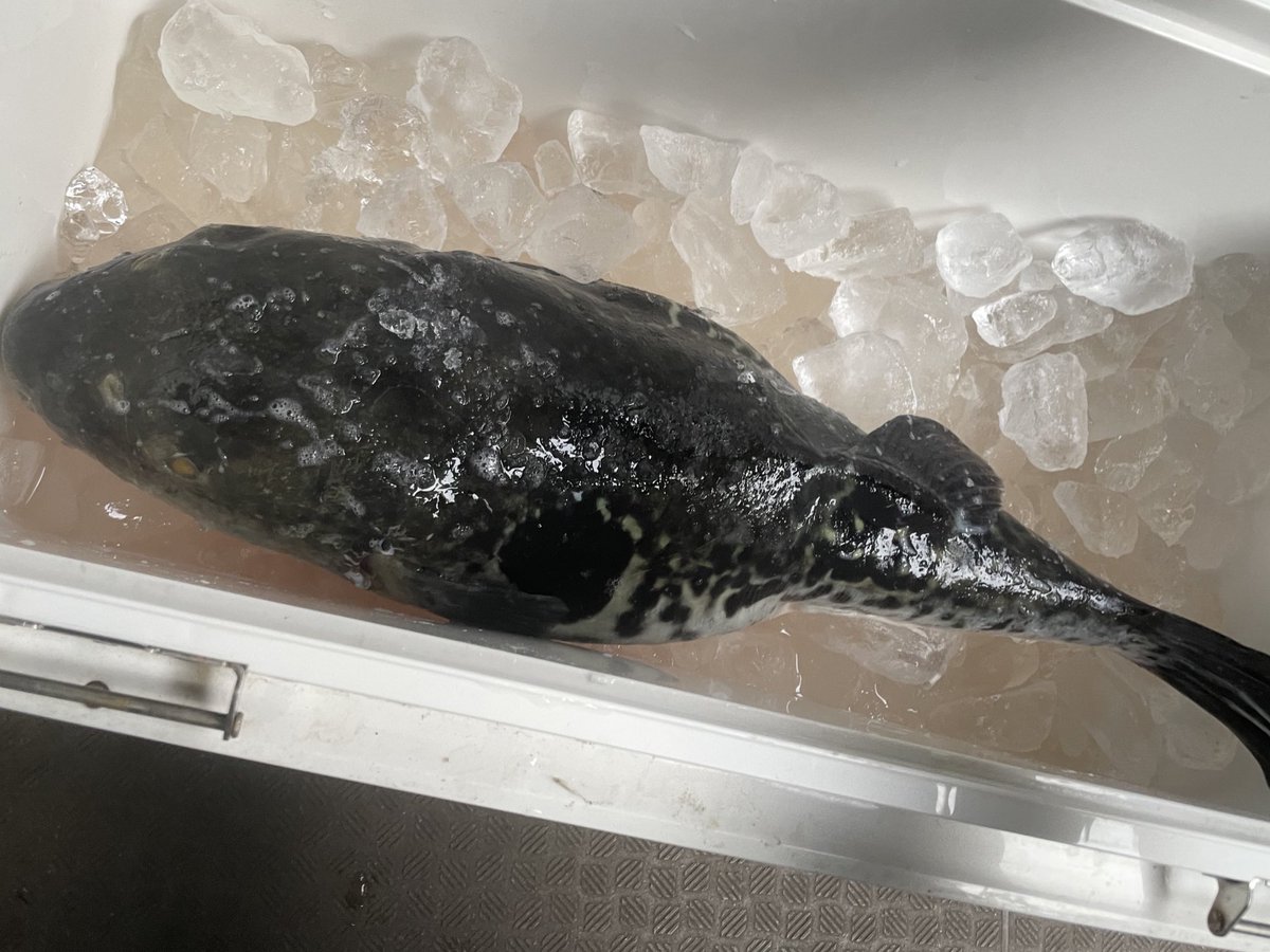 aaa_atsuki_'s tweet photo. 真鯛釣りに行ったのに、何故かクーラーボックスにバカデカトラフグおんだけど。 https://t.co/uZL5aZbVoy