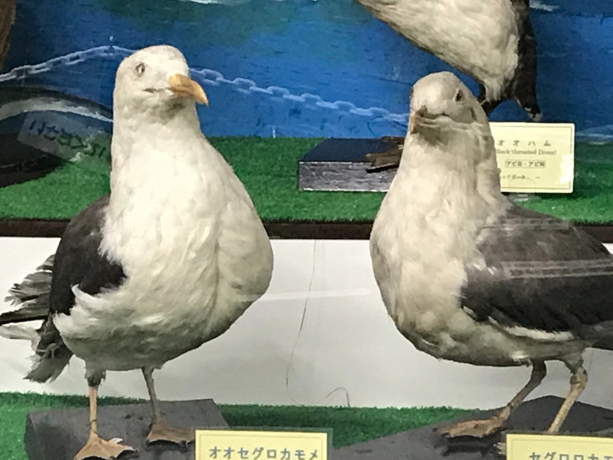 つやま自然のふしぎ館 tweet media