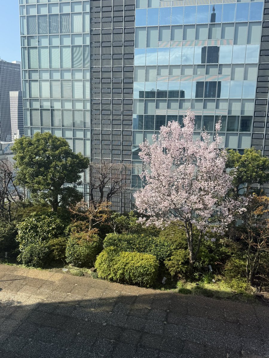 MANON（辻村麻乃） tweet media