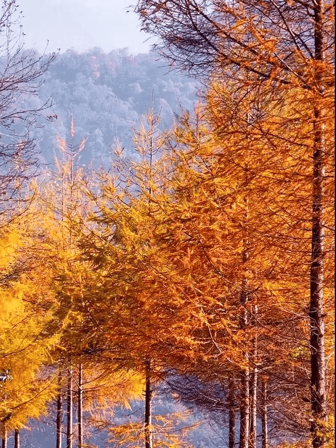 Princess Allie tweet media