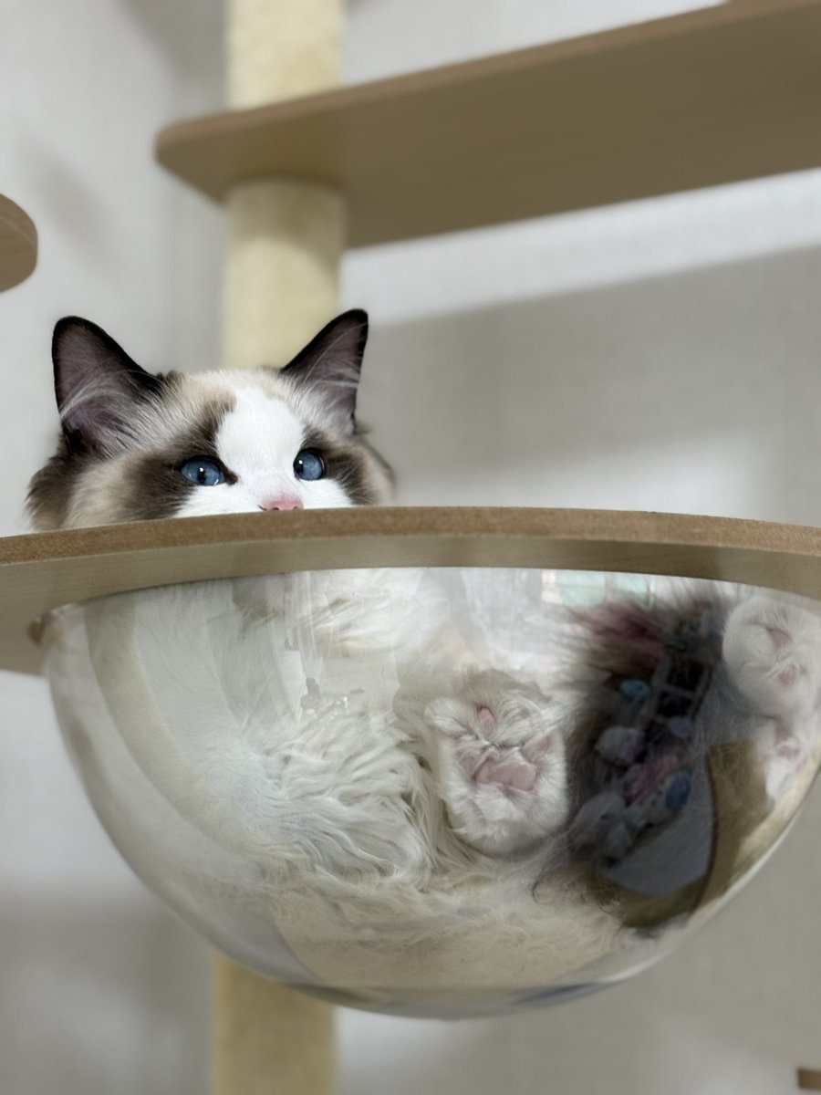 쵸 명 란 tweet media