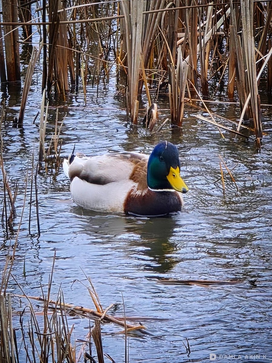 DaMLaAknK's tweet image. 📷 Yeşil başlı gövel ördek. 

#ördek #yeşilbaşlıgövelördek #duck
#mertgölü #iğneada