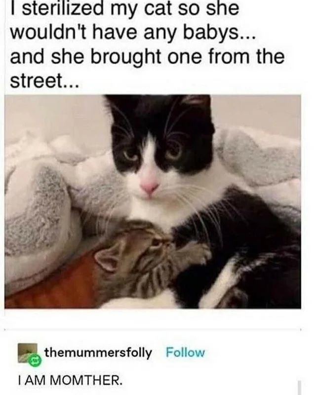 Cool Cat Society (@coolcatsociety) on Twitter photo 