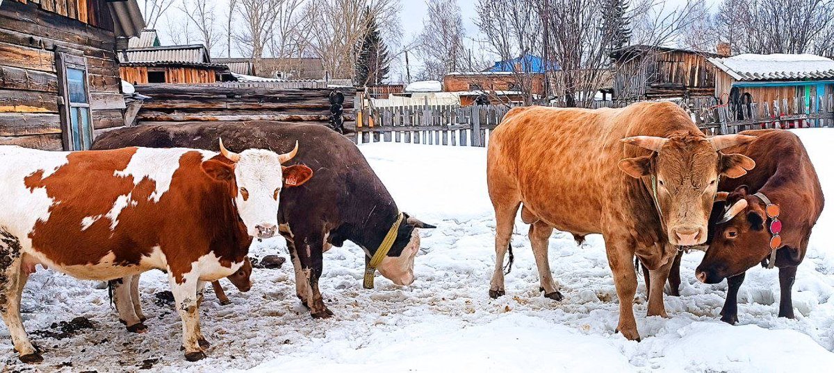 Владимир Максимов tweet media