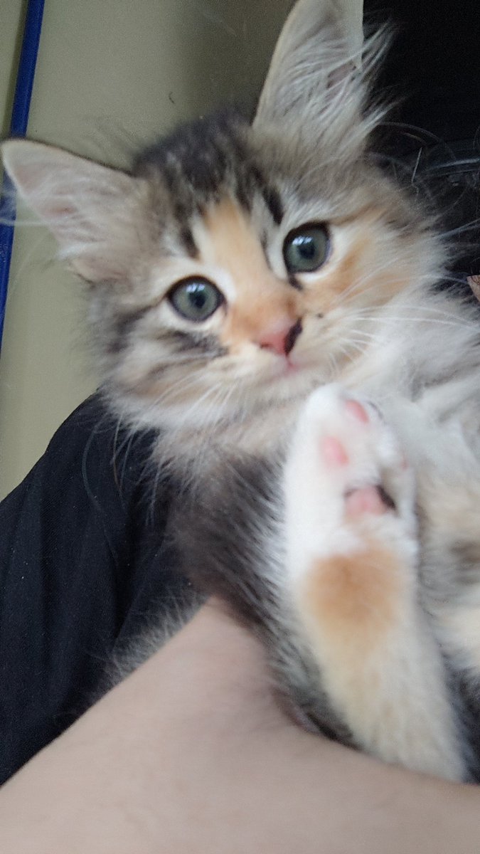 Icarus Adamantine tweet media