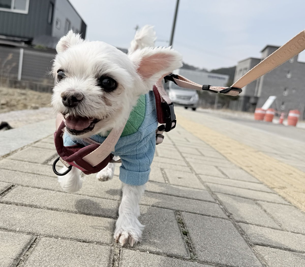 우리집강아지사진계정 tweet media