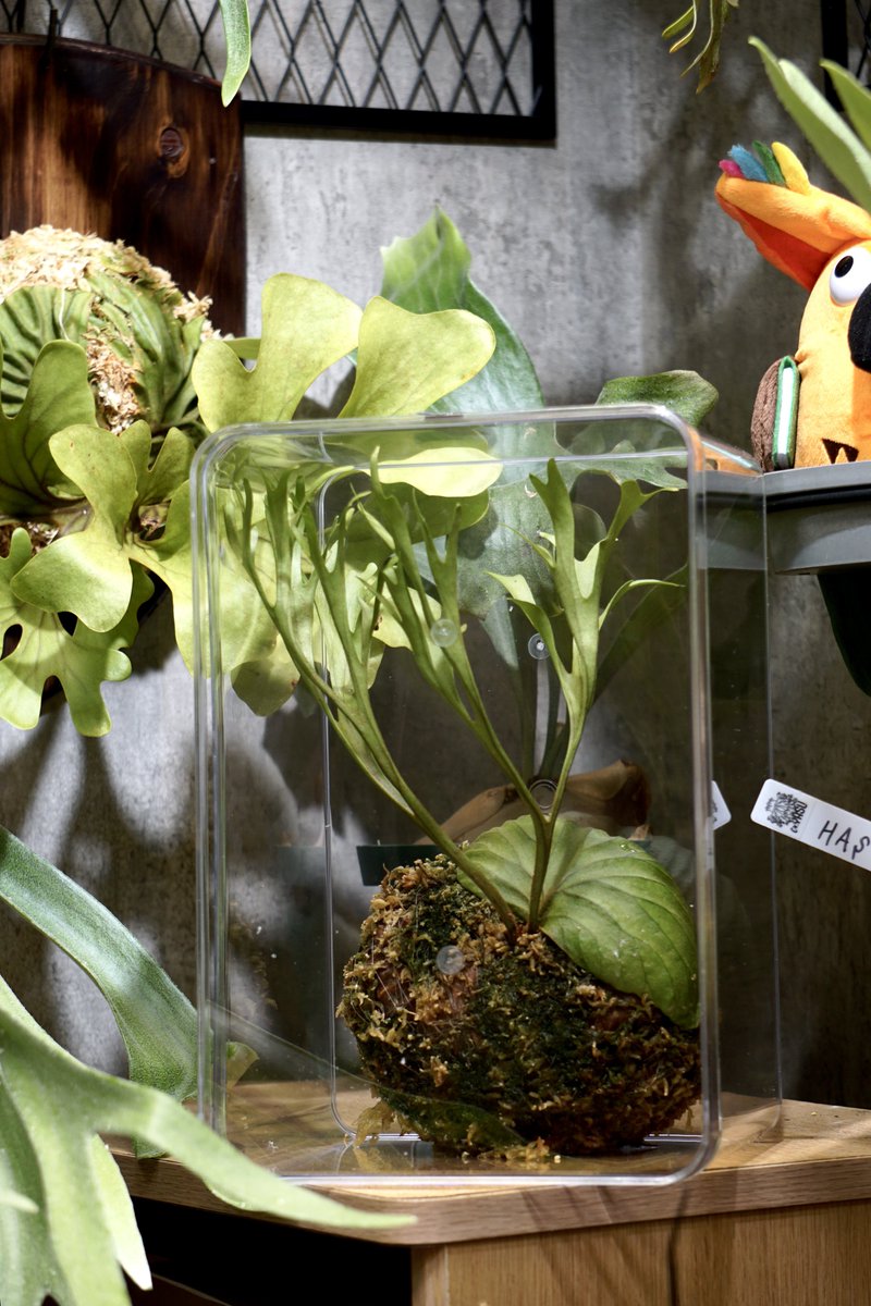 ボタニカルゴリラ tweet media