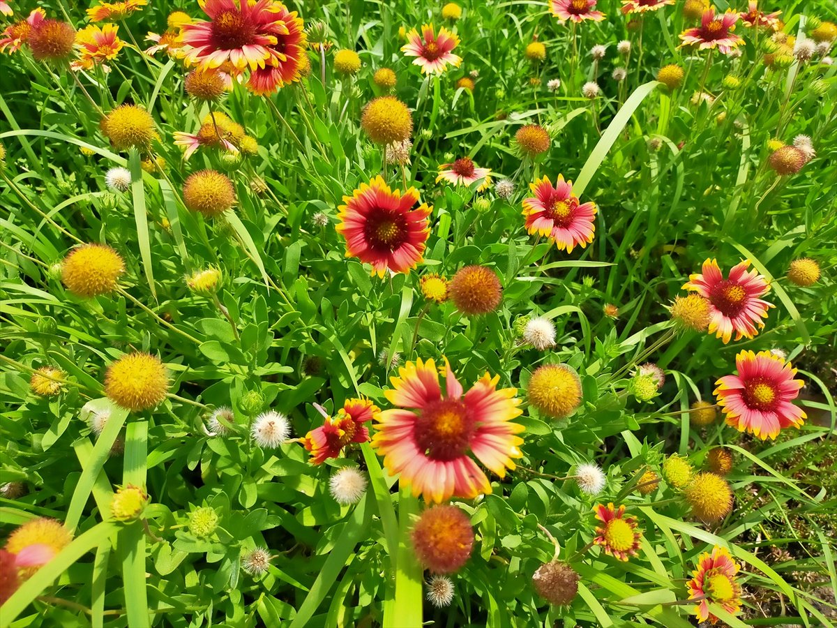 旅先での写真 tweet media