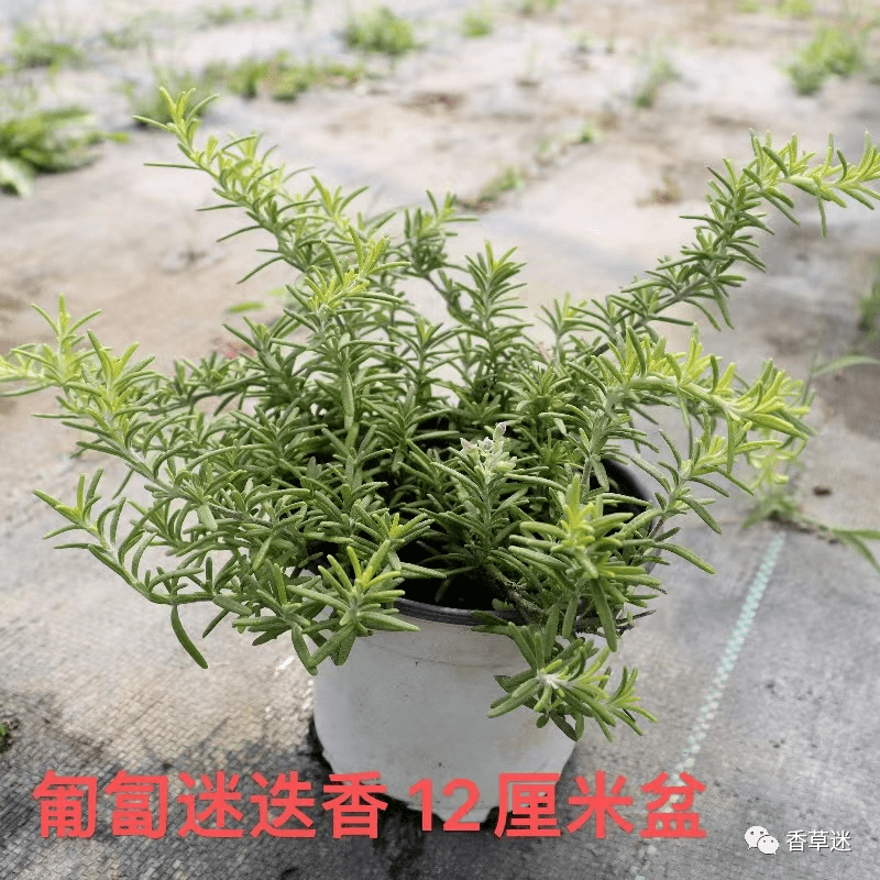 Marek Kyselica tweet media