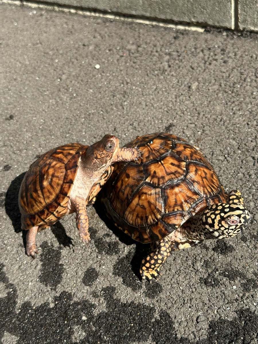 Antonio Jr BLACK tweet media