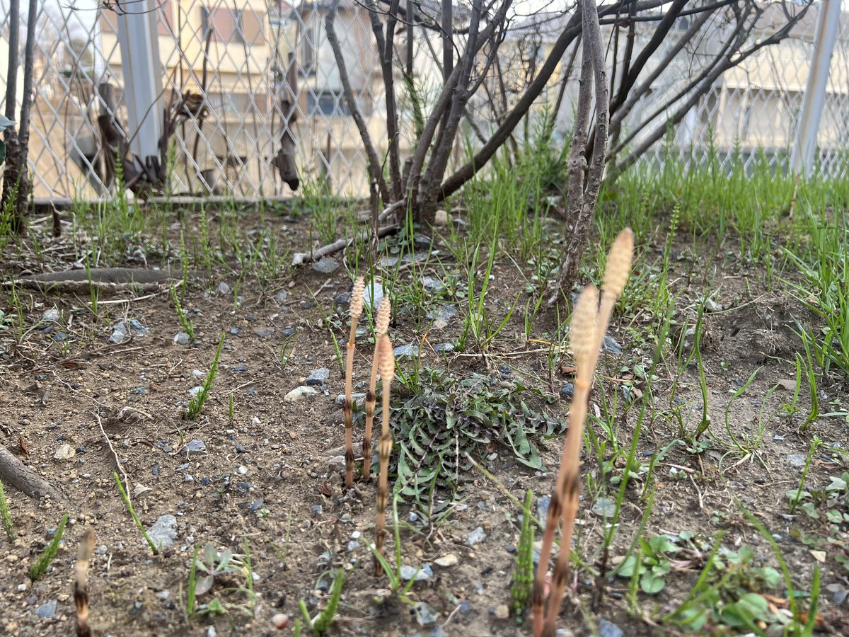 丸橋 ミケ tweet media