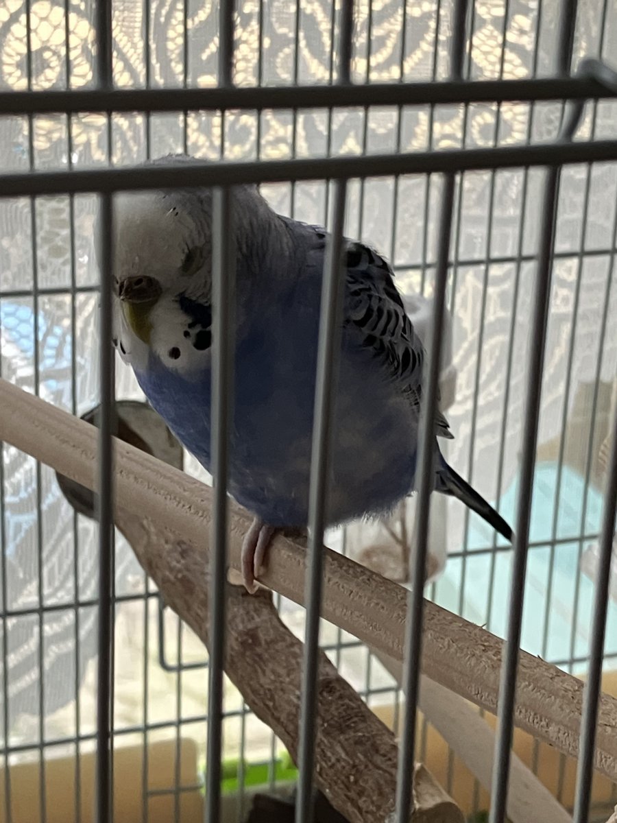 しおしとキジトラブン太@本と映画を嗜む人 tweet media