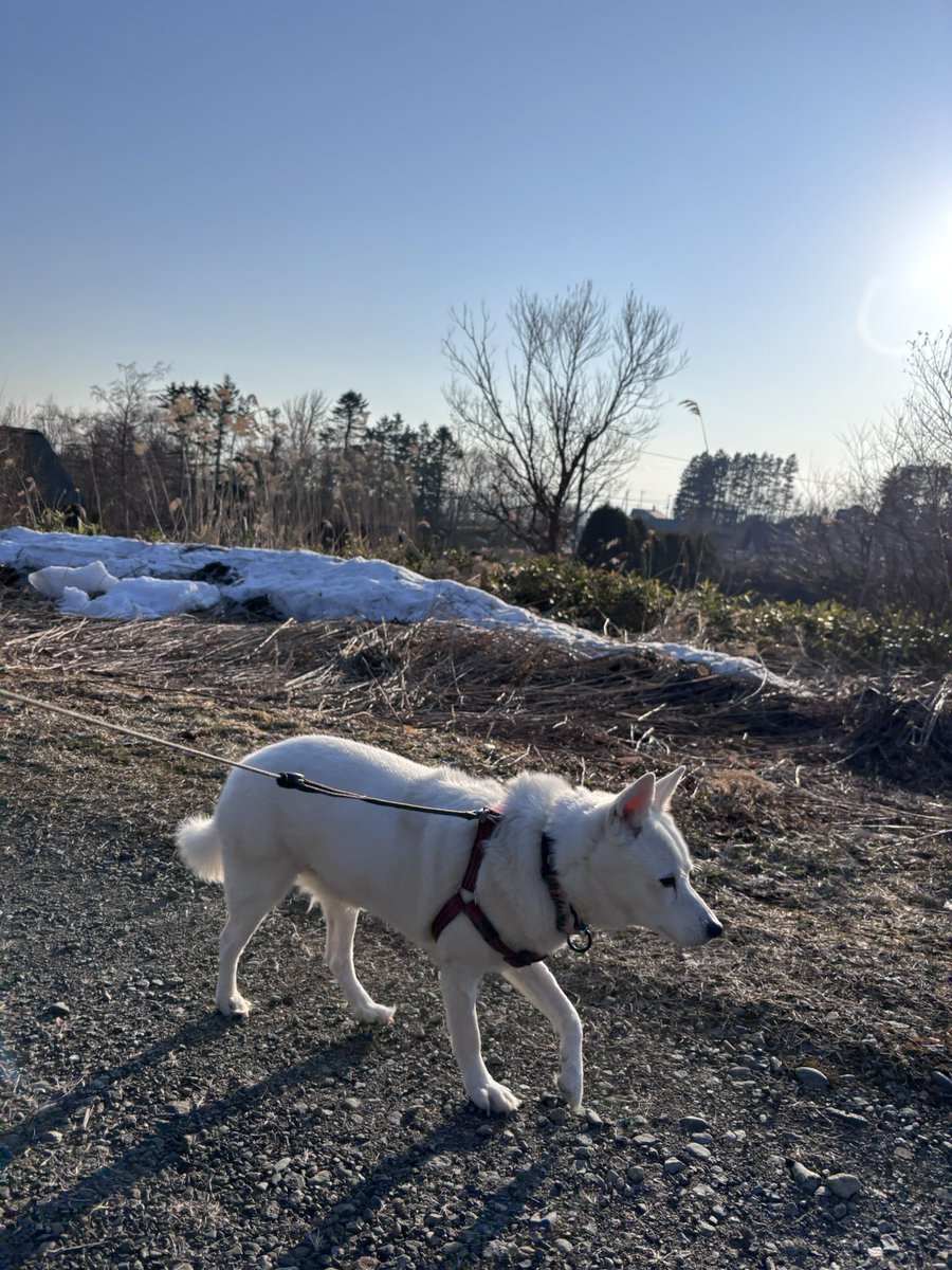 長谷川拡介 tweet media