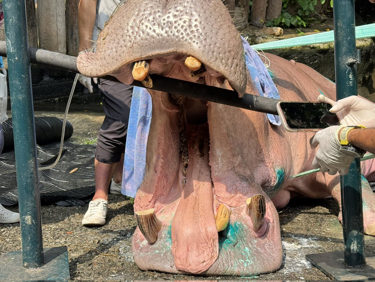สวนสัตว์เปิดเขาเขียว Khao Kheow Open Zoo tweet media
