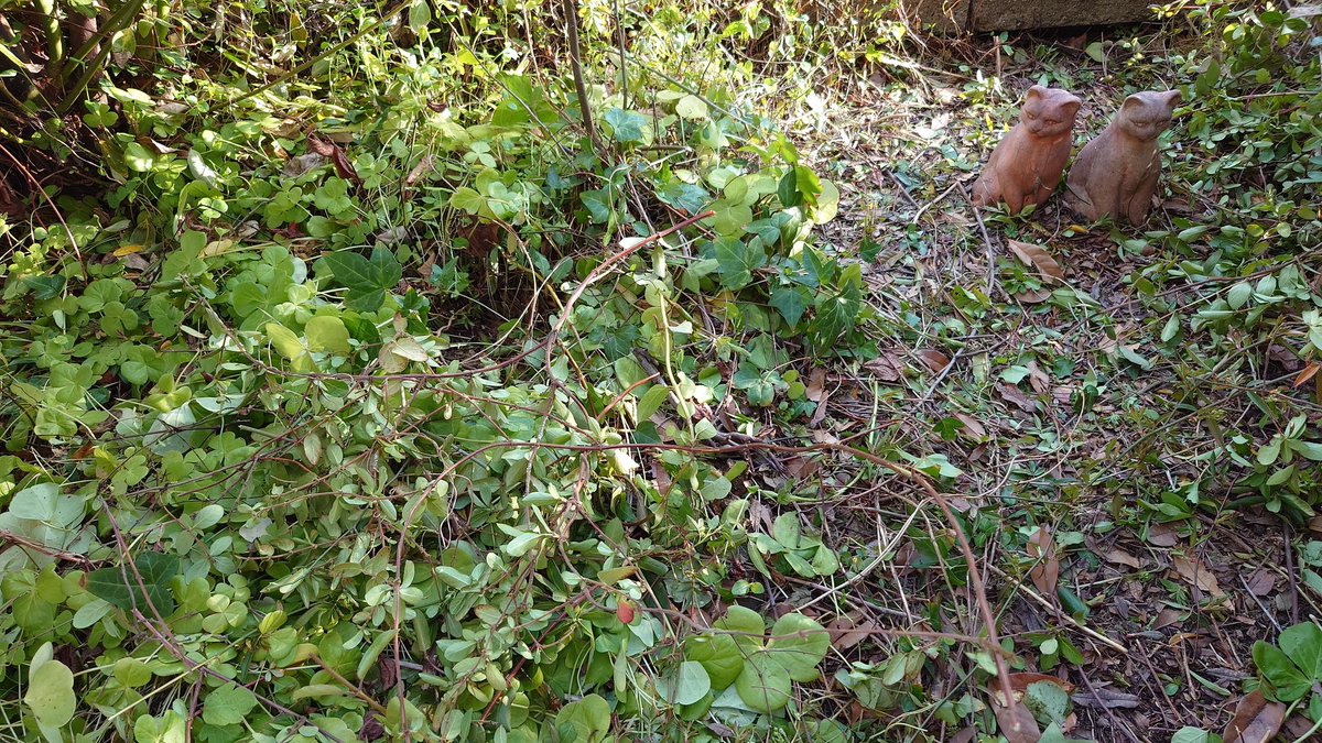 Cat-a-lyst ハンドメイド資材店 tweet media