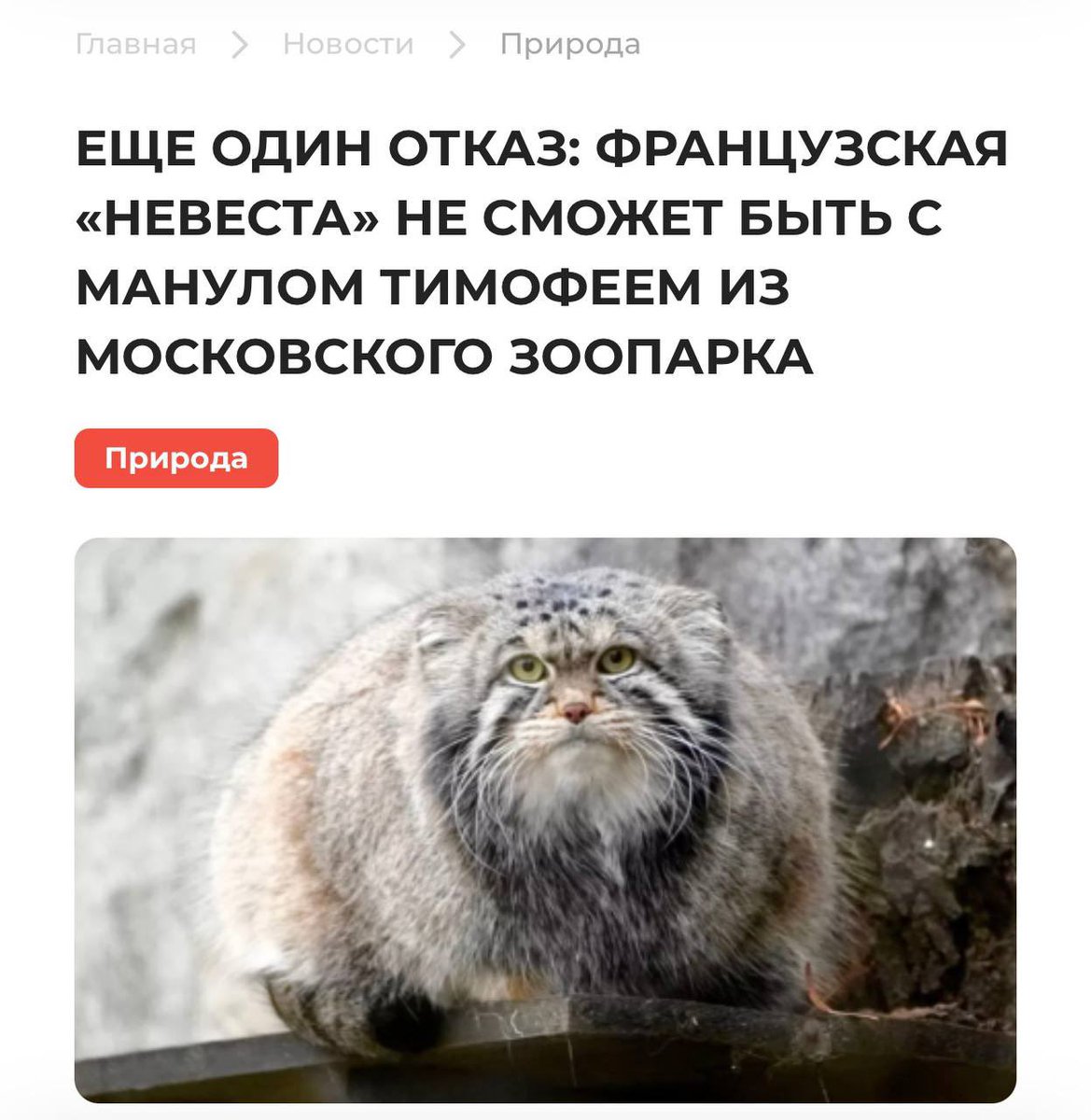 Панда-на-Миротворце tweet media