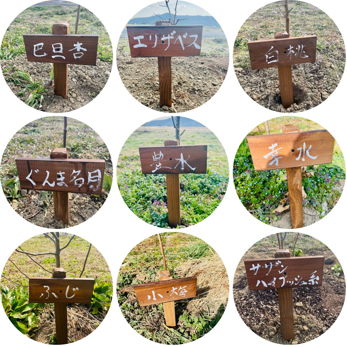 日曜日から3日間で果樹園の整備を行いました。ボランティアの皆様ありがとうございます🌳🍎🌸