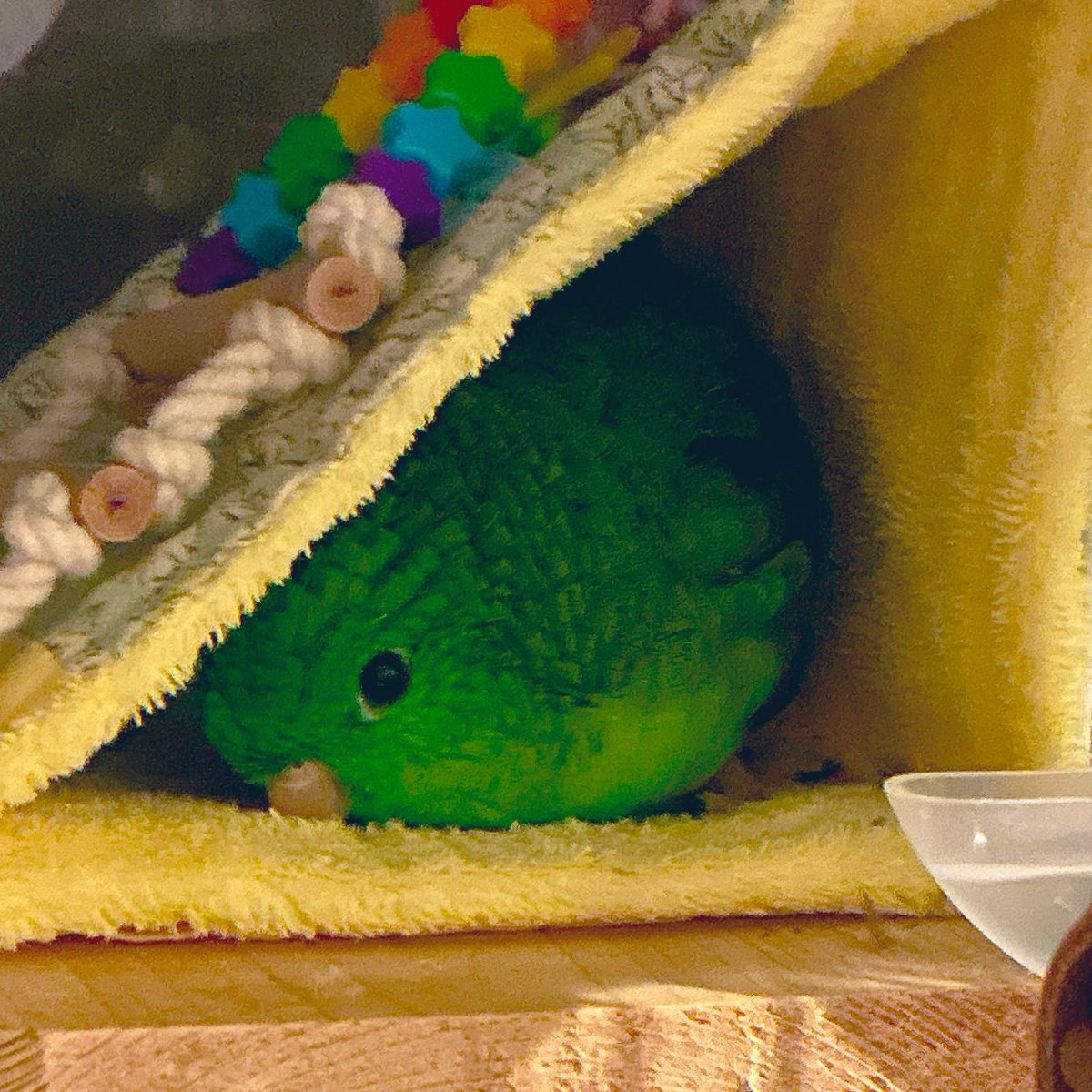 もな嬢@しぇりﾋﾟはﾊﾞﾌﾞ tweet media