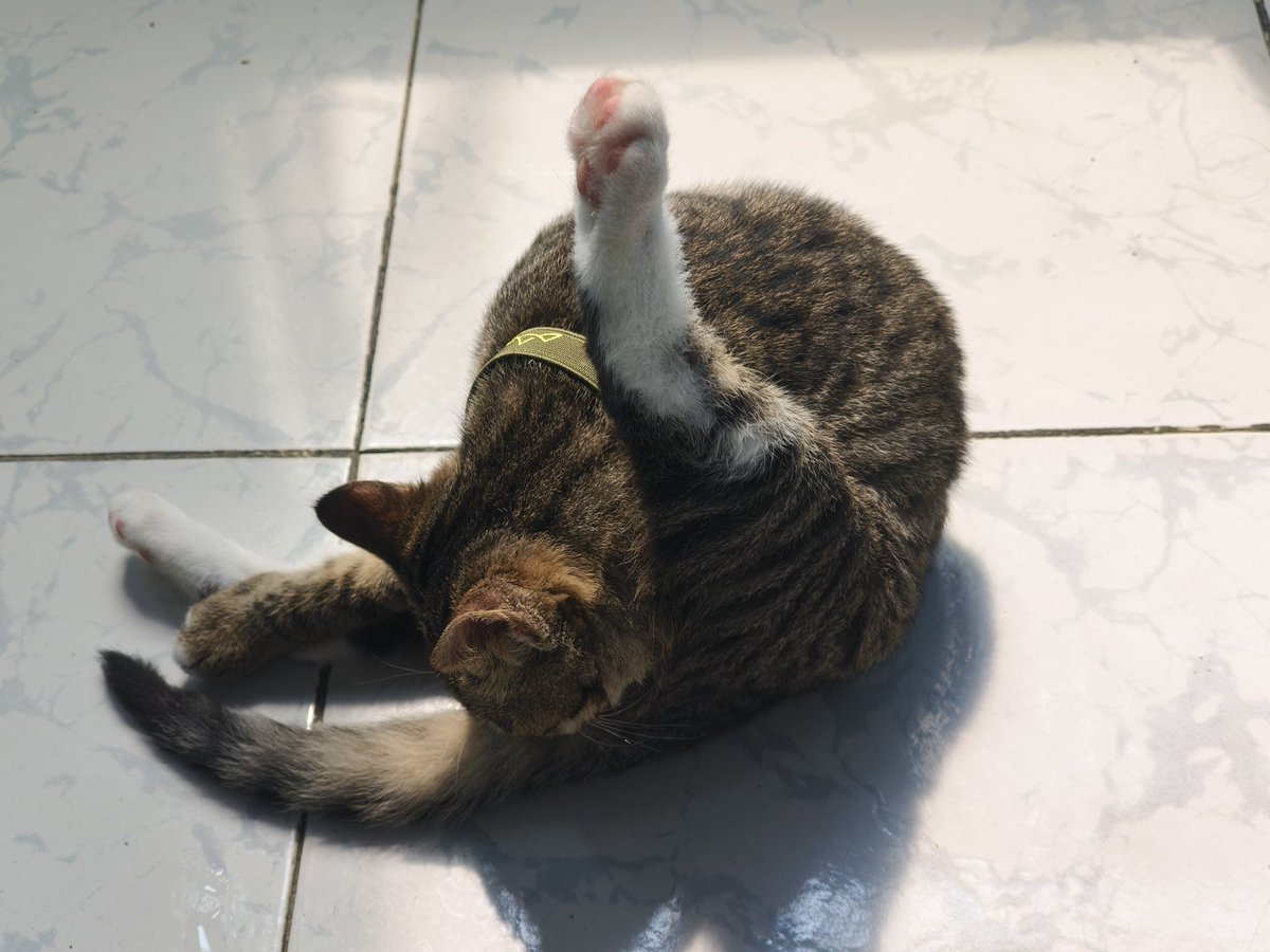 /•᷅‎‎•᷄\୭⋆°✩ ๋࣭ tweet media