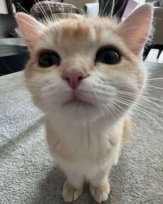 xnghan as cats 🐈‍⬛ tweet media