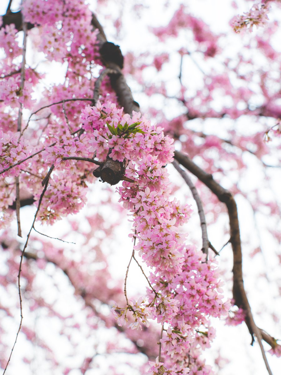 SHOHEY−TV＠もっちゃん北海道で映像作る人 tweet media