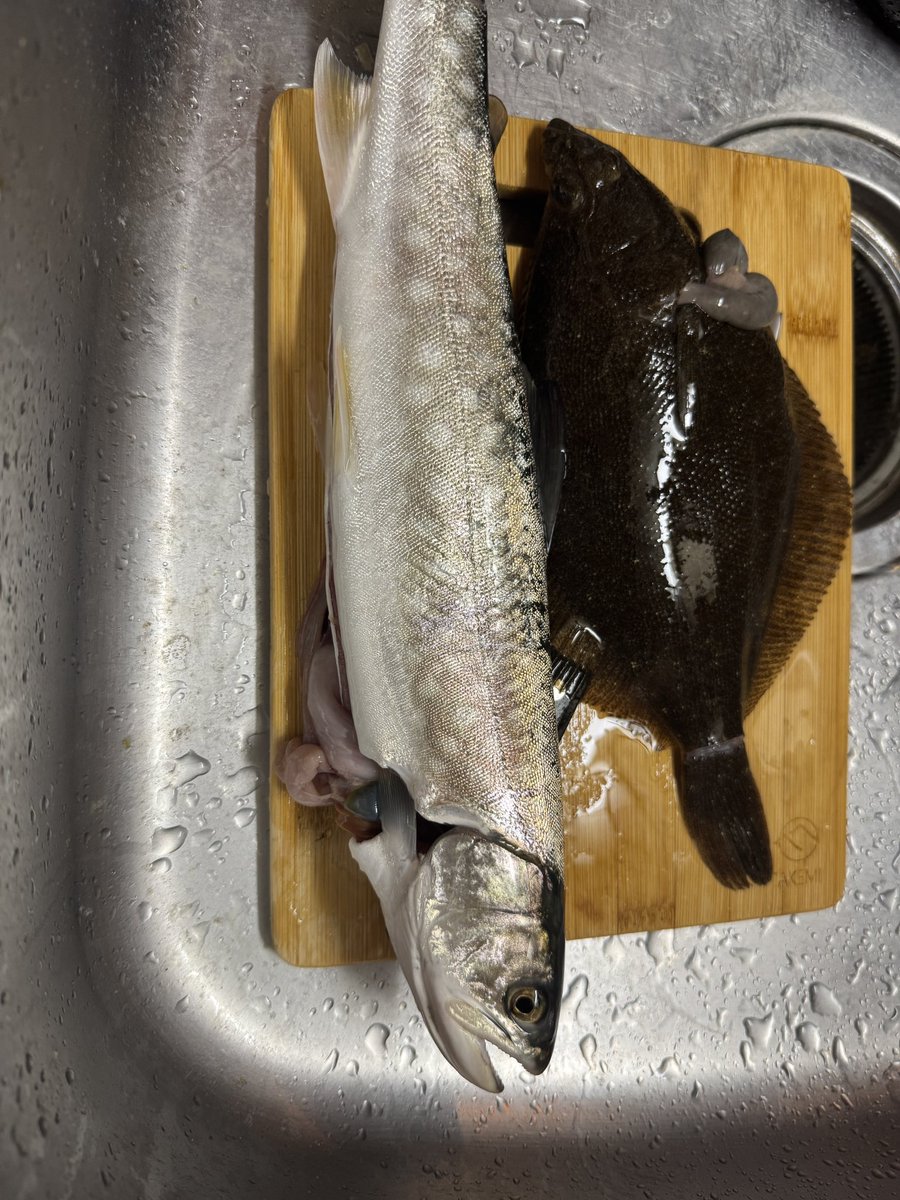 MesiAzera's tweet photo. 今日の釣果
海アメマス食うとこいっぱいあっていい https://t.co/X48EEQnJv6