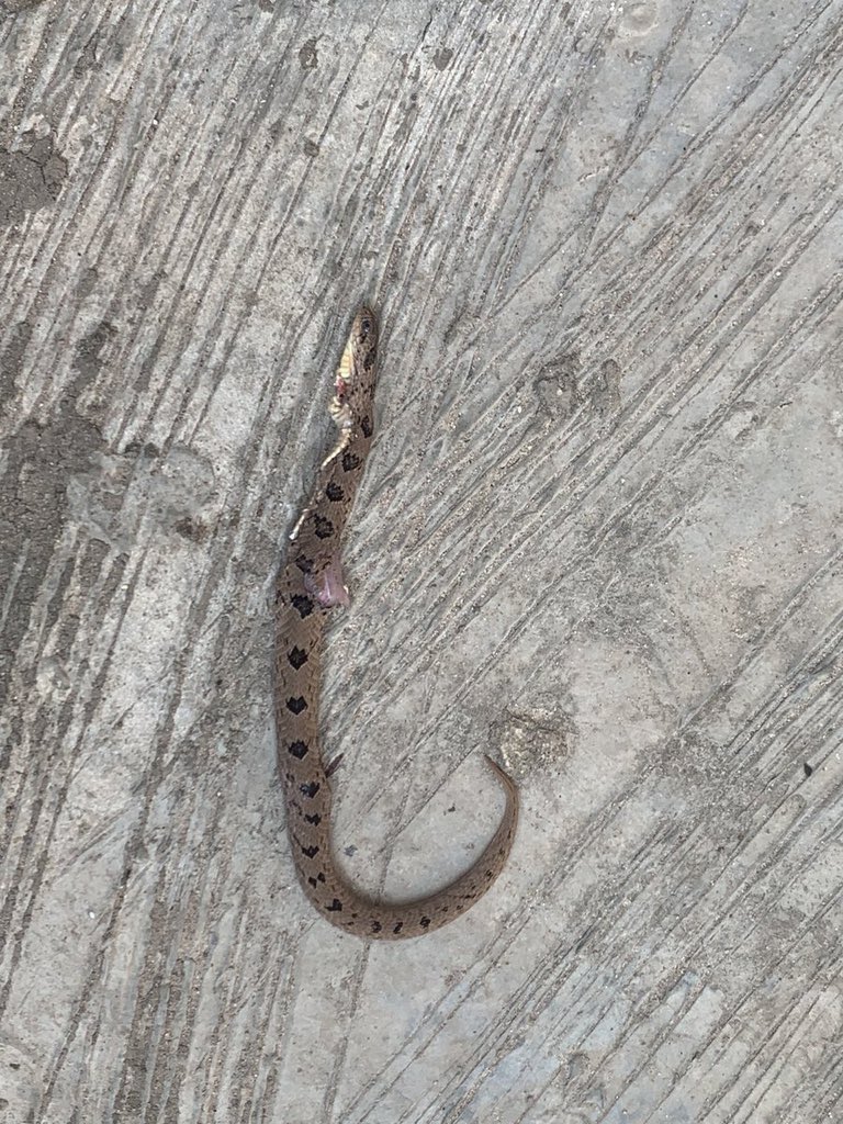 420Milly🌿 tweet media