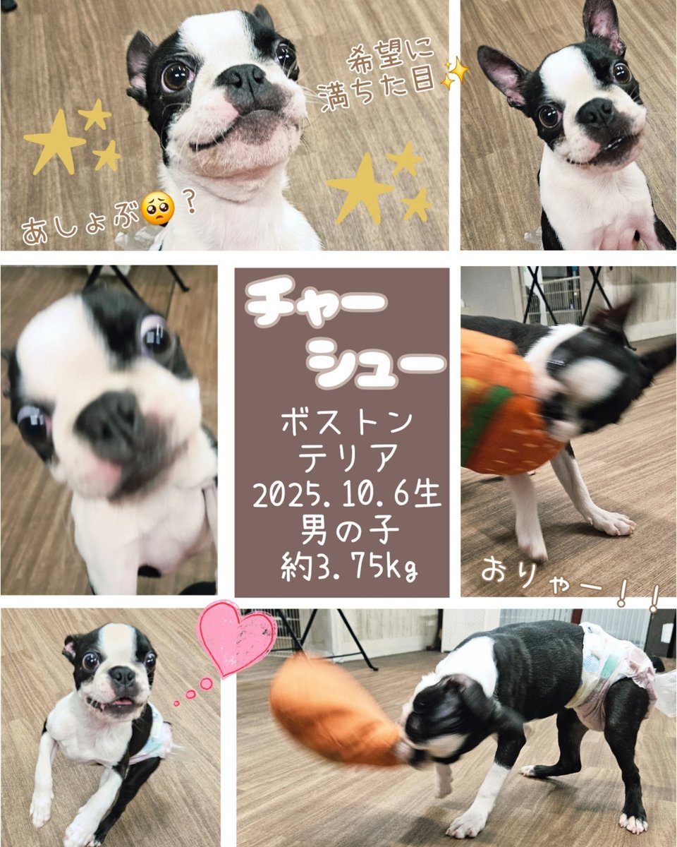 保護犬カフェ®立川店 tweet media