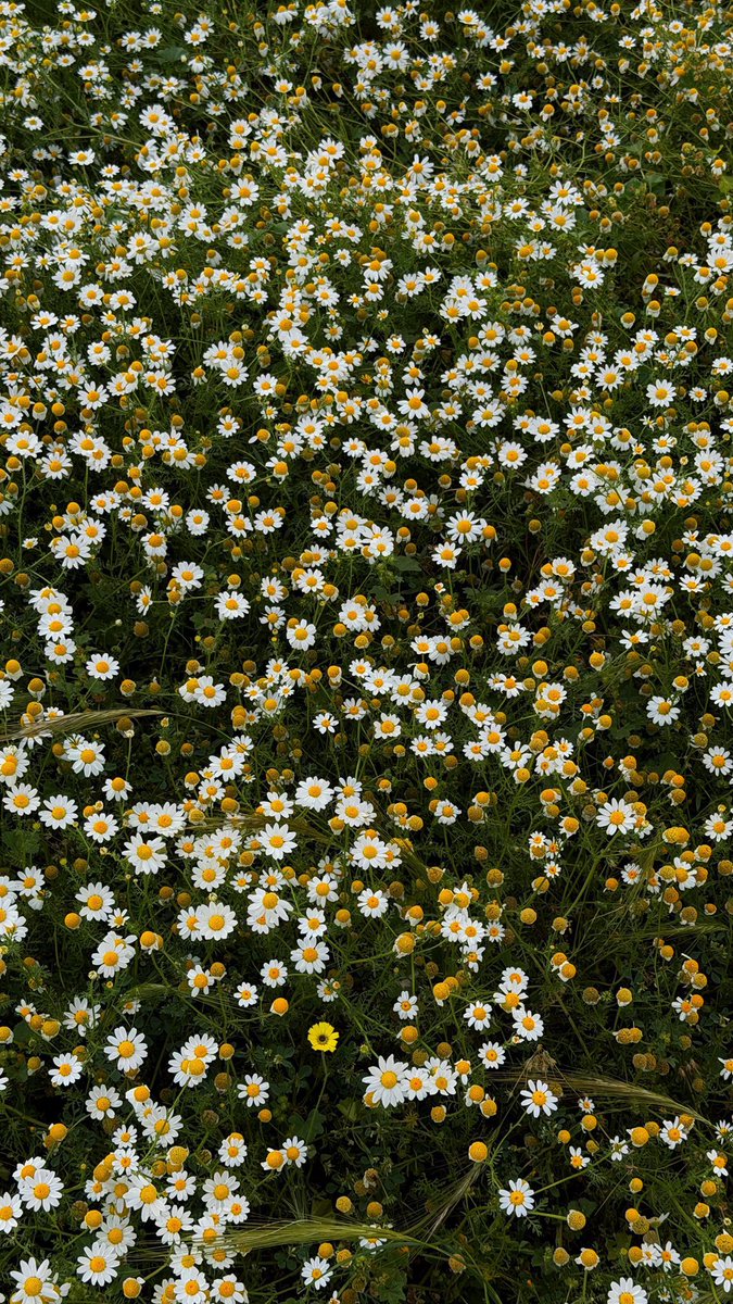 المملكة tweet media