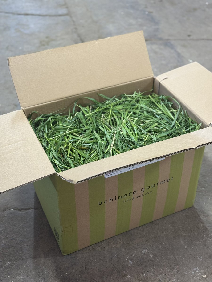 メジャーヘンリー tweet media