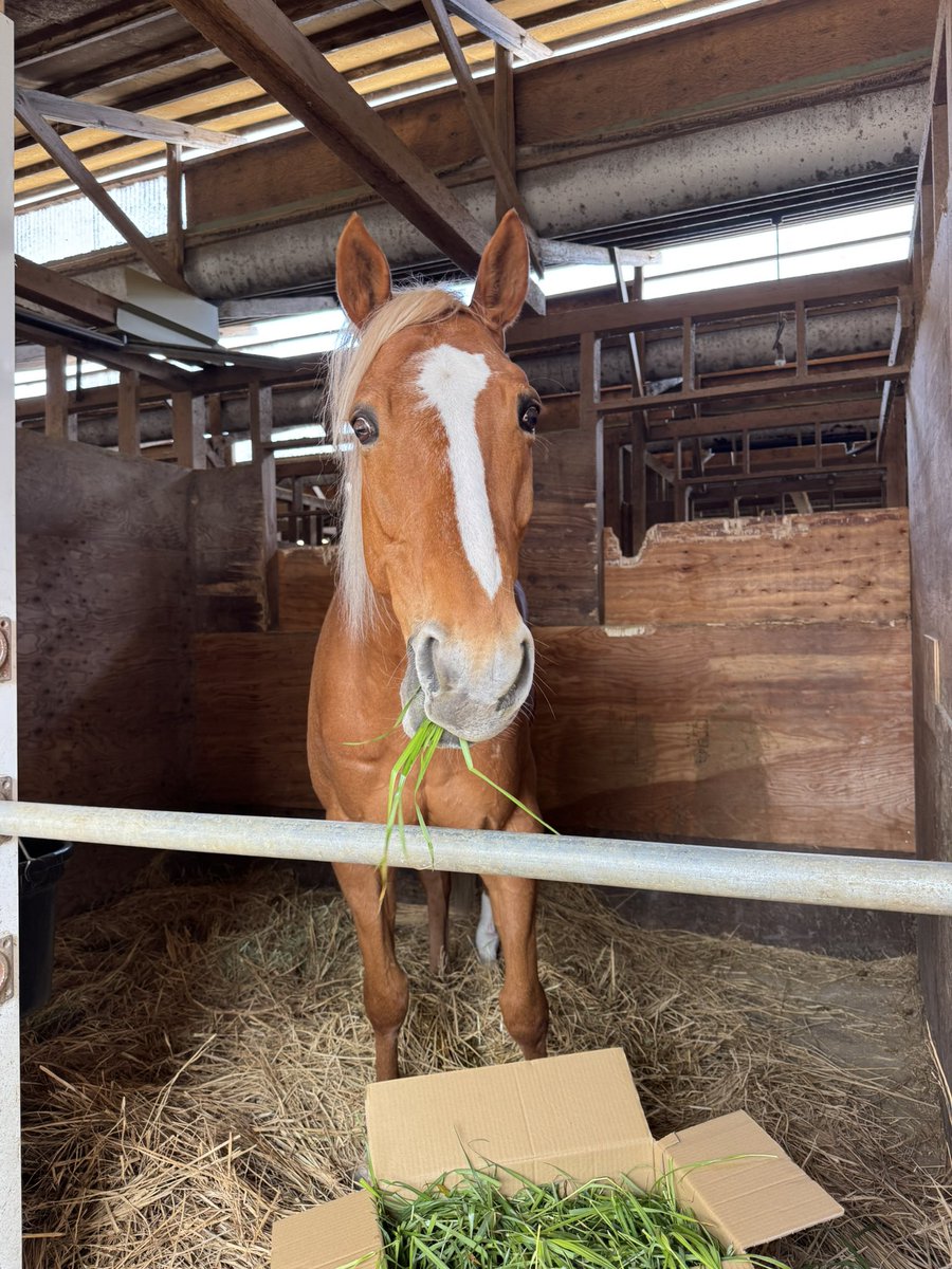 メジャーヘンリー tweet media