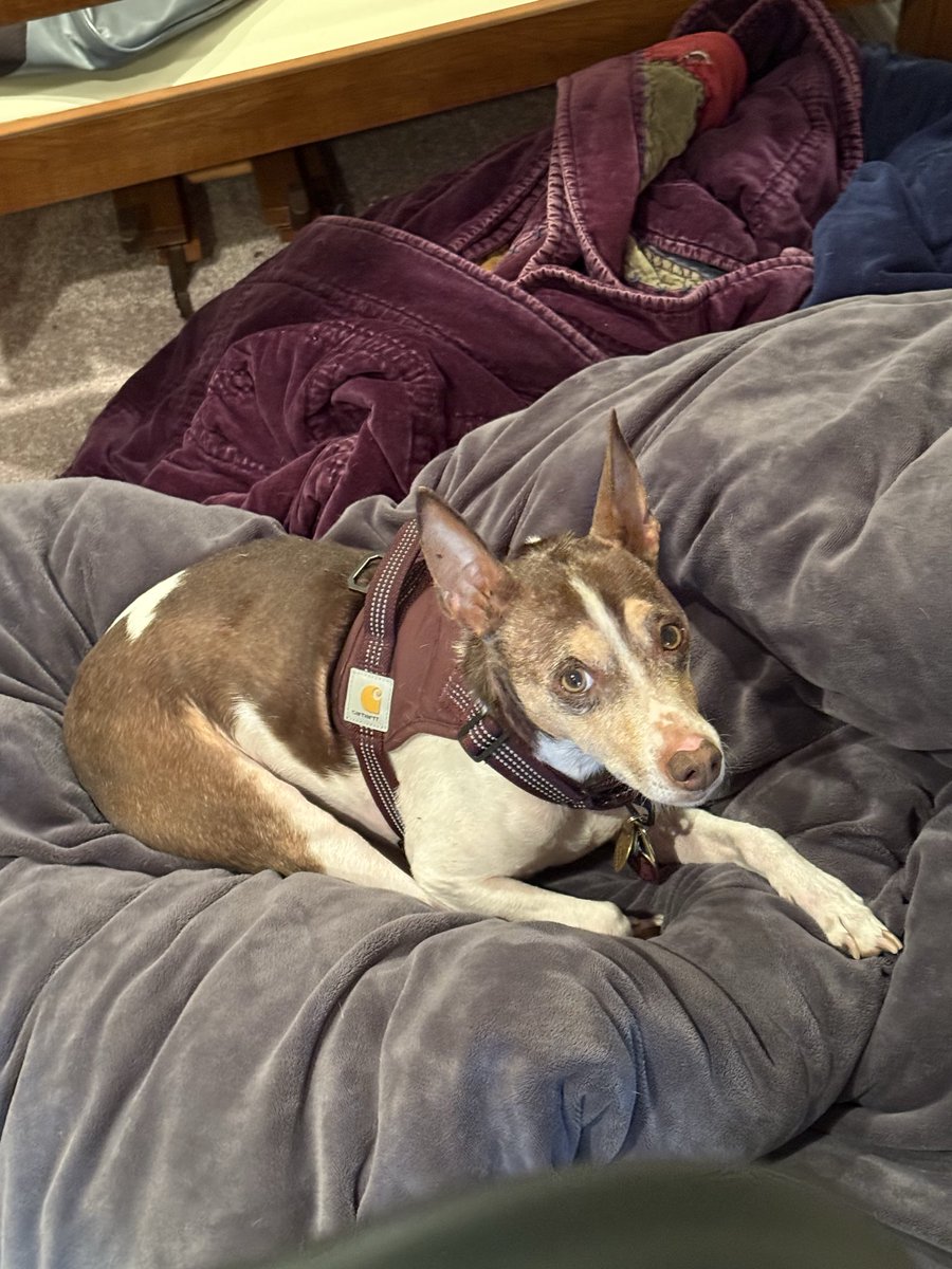 Daniel F. tweet media