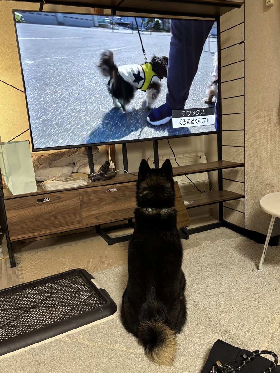 おこげ tweet media