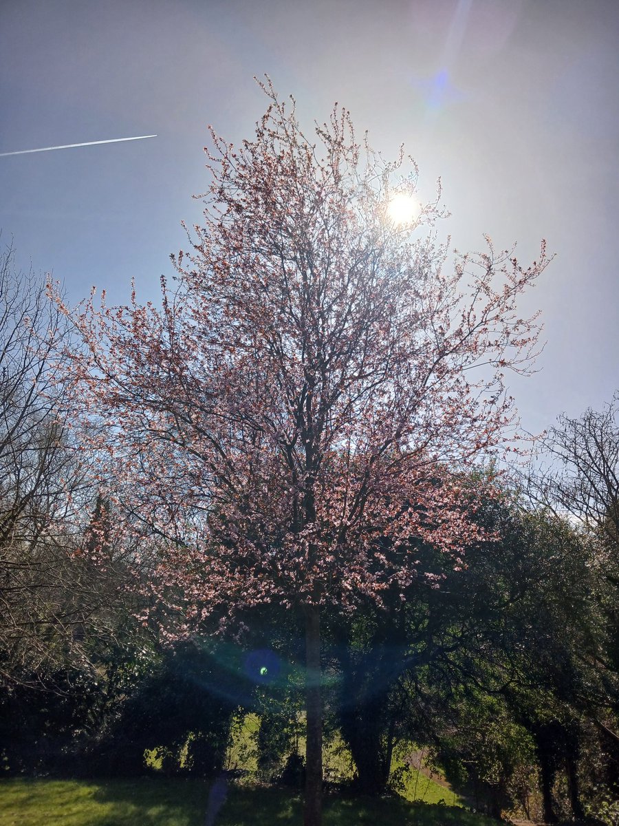 darton_k50435's tweet image. Good morning and good morning Adam and tree people #goodmorning #thicktrunktuesday #views ##WritingCommunity