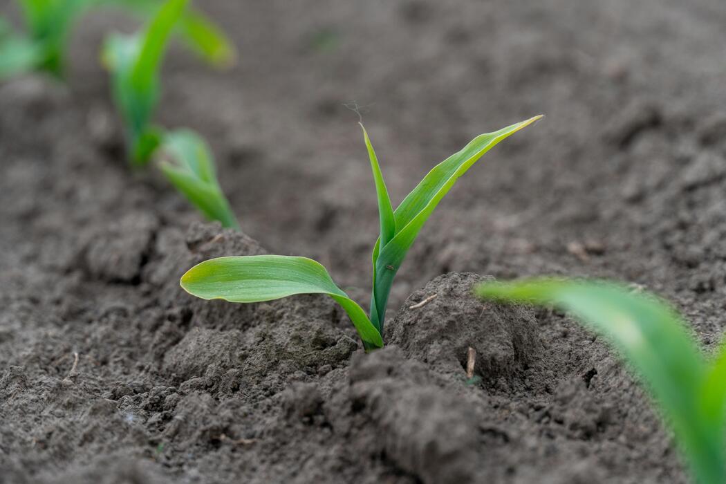 Cegoi Agriconsult tweet media