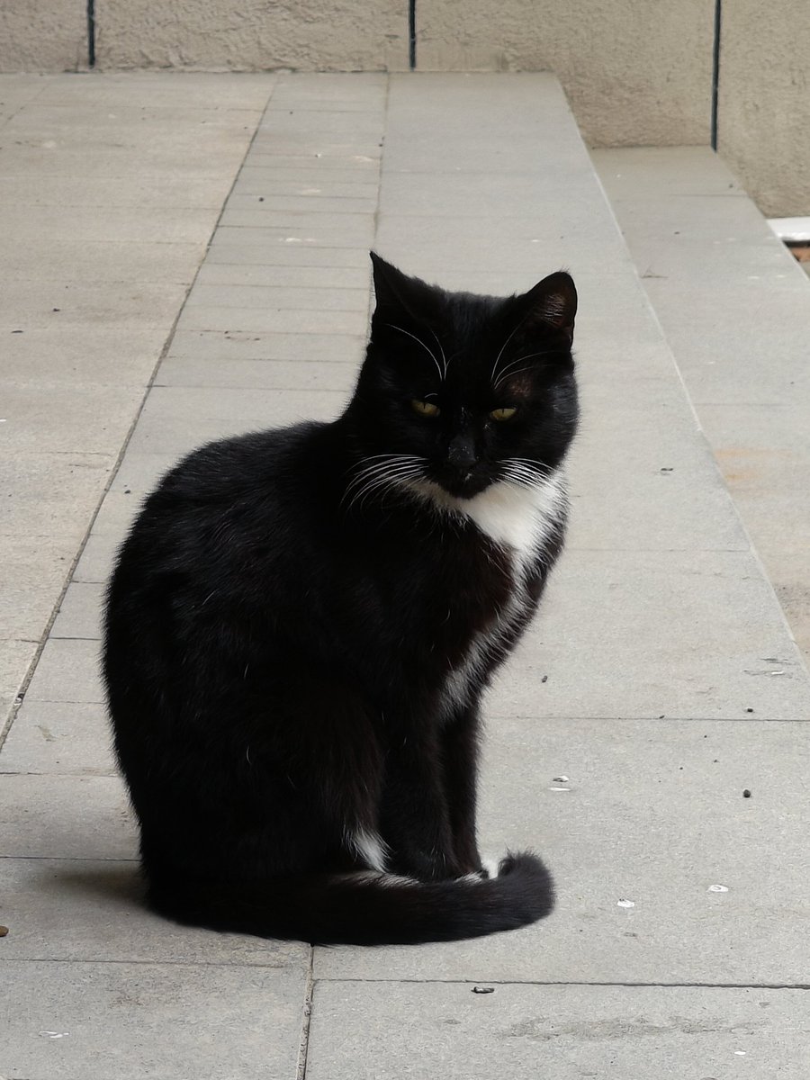 /•᷅‎‎•᷄\୭⋆°✩ ๋࣭ tweet media