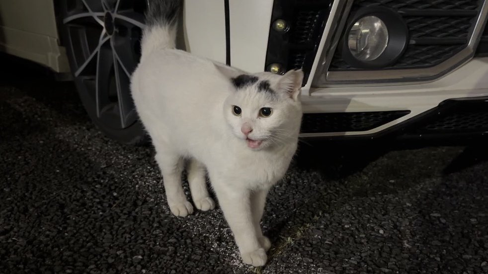 Prairie20210108's tweet photo. 地域猫を探しています
3週間〜1ヶ月前位からいなくなってしまいましました
場所は東京都大田区北糀谷１丁目です
メスで警戒心がとても高いです
頭と尻尾が黒いです
保護されて無事なら良いのですが、とても心配しています
何かご存知の方がいれば教えていただきいです
よろしくお願いします https://t.co/8RkgdqIl63