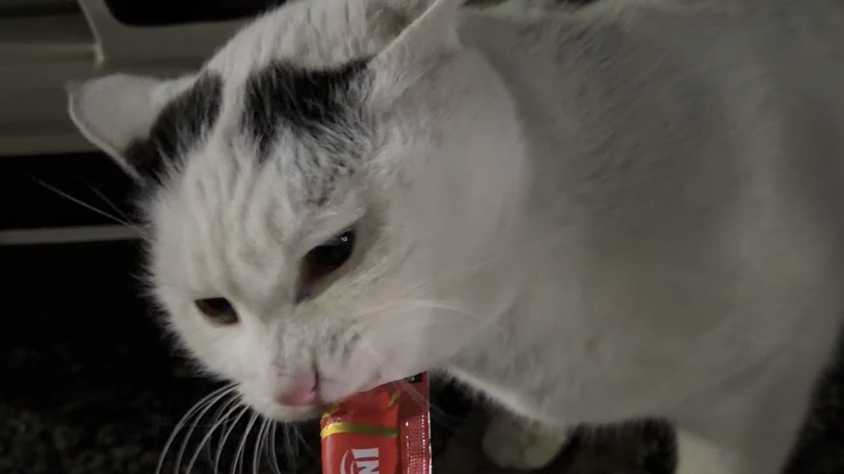 地域猫を探しています
3週間〜1ヶ月前位からいなくなってしまいましました
場所は東京都大田区北糀谷１丁目です
メスで警戒心がとても高いです
頭と尻尾が黒いです
保護されて無事なら良いのですが、とても心配しています
何かご存知の方がいれば教えていただきいです
よろしくお願いします