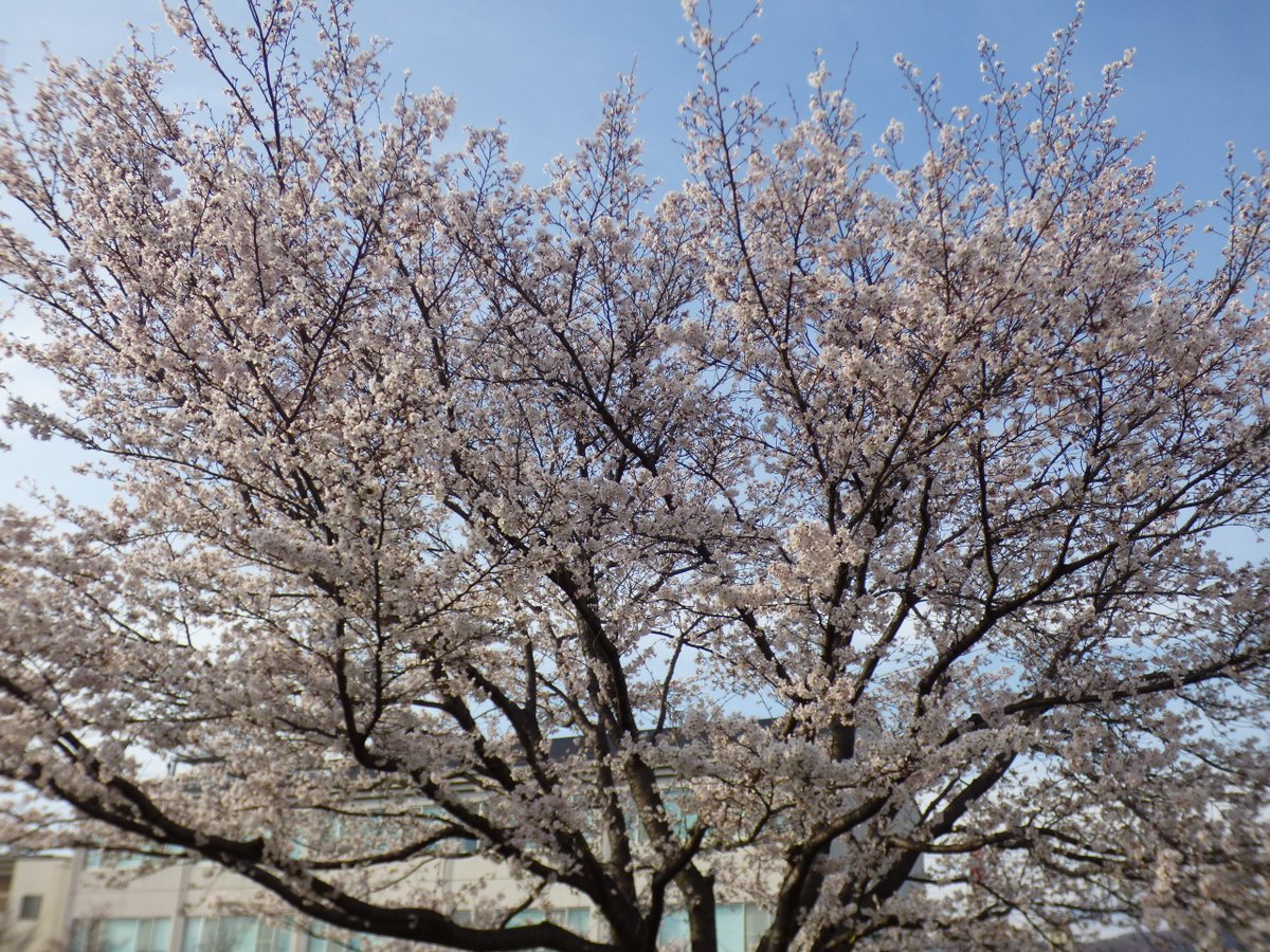 甲府地方気象台では、本日（3月24日）気象台の構内でさくら（ソメイヨシノ）の満開を観測しました。
※満開とは、咲き揃ったときの約80%以上が咲いた状態をいいます。

お知らせ
jma-net.go.jp/kofu/image/202…
生物季節観測の記録
jma-net.go.jp/kofu/shosai/ch…

#さくら
#満開
#生物季節観測
