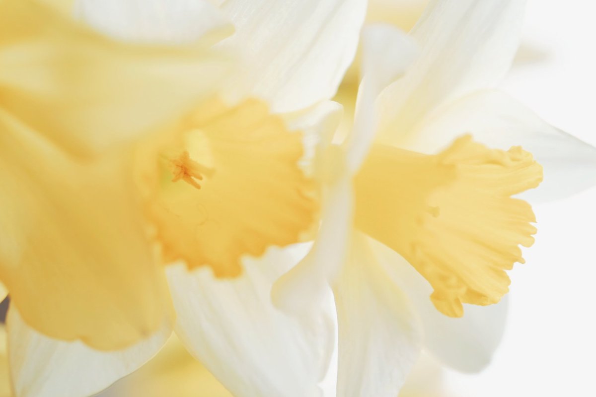 久莉 | kuri tweet media