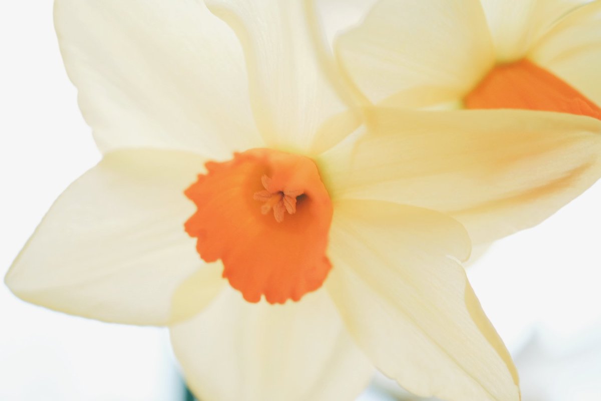 久莉 | kuri tweet media