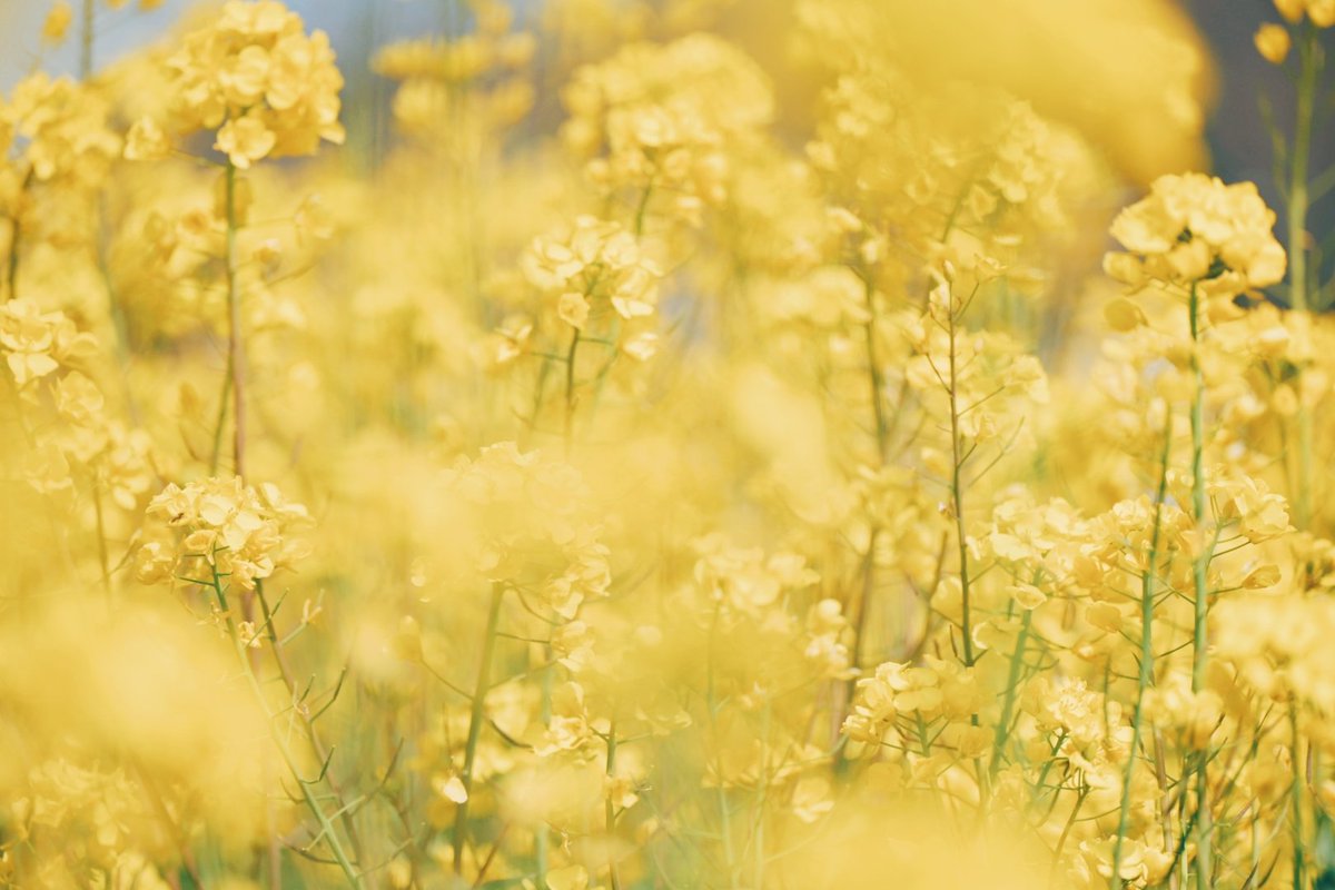 久莉 | kuri tweet media