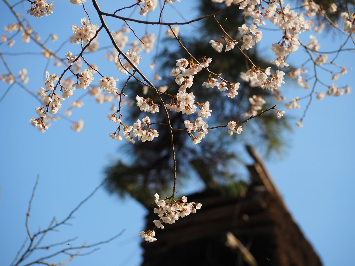 三溪園 tweet media